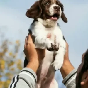 パパはこうさんだ